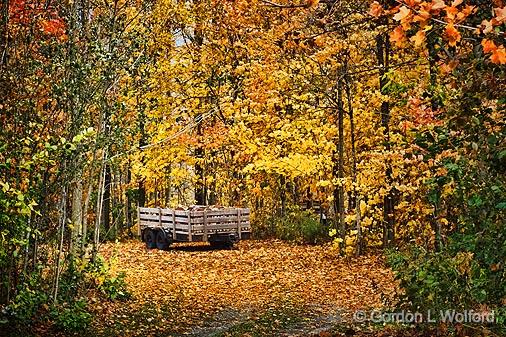 Wagon In The Woods_DSCF02552.jpg - Photographed near Smiths Falls, Ontario, Canada.